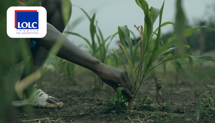 Diversified conglomerate with a strong footprint in the agricultural sector in Africa